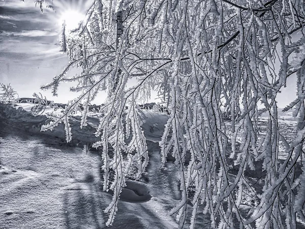 Rimfrosten omfattas grenar av Björk träd upplyst av morgon — Stockfoto