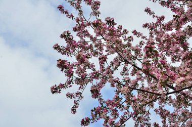 Çiçek açması elma ağacı dalı mavi gökyüzü arka plan üzerinde