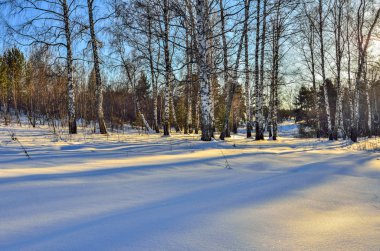 Güneş ışığı kış orman kenarında birkaç ağaç