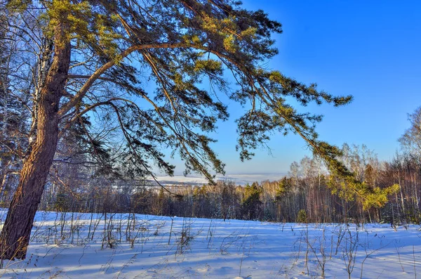 Зеленая сосна на краю зимнего леса — стоковое фото