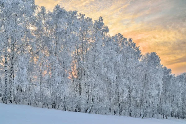 Birche arbres givre couvert sur une pente de colline dans le matin doux — Photo