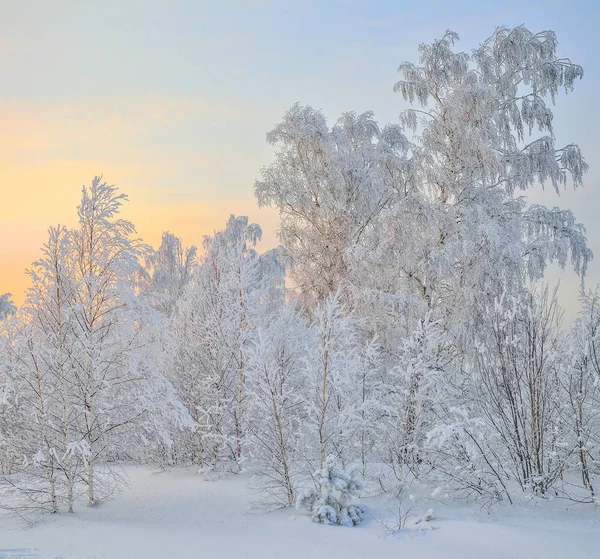 Winter schneebedeckter Wald bei Sonnenaufgang — Stockfoto