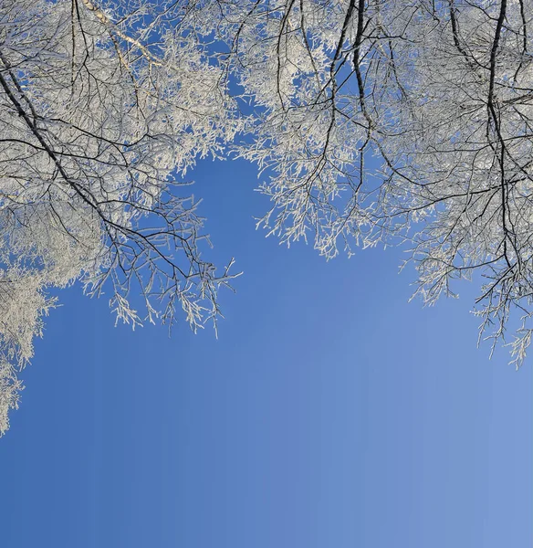 Telaio da rami di betulla con hoarfrost coperto — Foto Stock