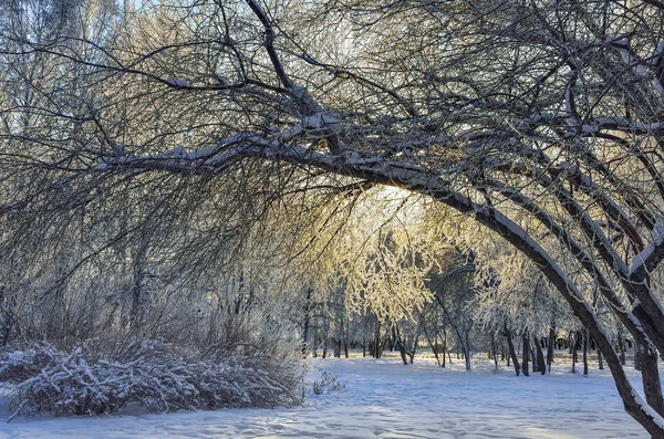 Paisaje invernal en el parque de la ciudad al amanecer — Foto de Stock