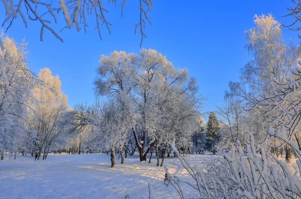 Schoonheid van de natuur van de winter in besneeuwde park bij zonsopgang — Stockfoto