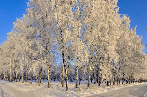 Huş ağaçları hoarfrost bir mavi gökyüzü arka plan üzerinde kapalı — Stok fotoğraf