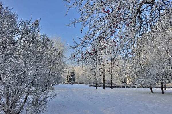 Smukke vinterlandskab i byens park hoarfrost dækket - Stock-foto