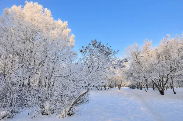 Beleza da paisagem de inverno no parque nevado no dia ensolarado — Fotografia de Stock