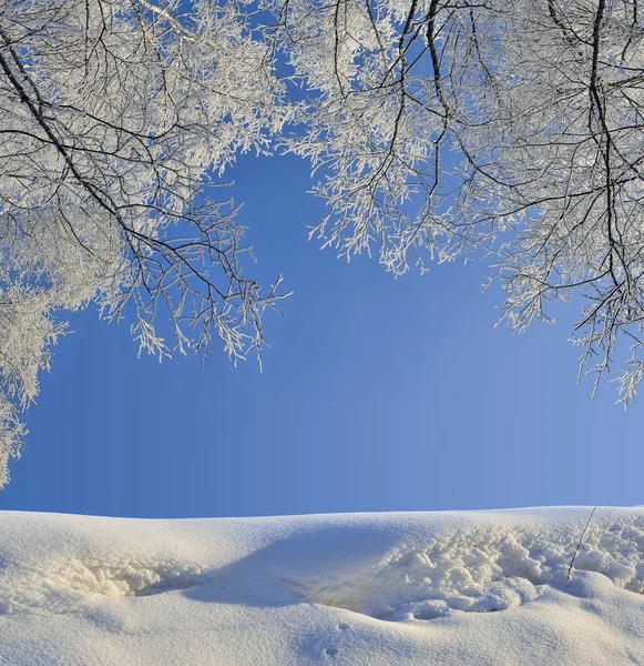 Ram från Björk träd grenar med rimfrost omfattas — Stockfoto