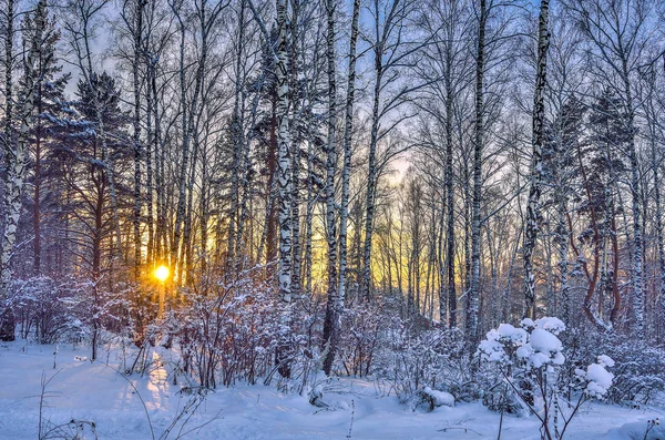 Coucher de soleil d'hiver dans la forêt de bouleaux — Photo