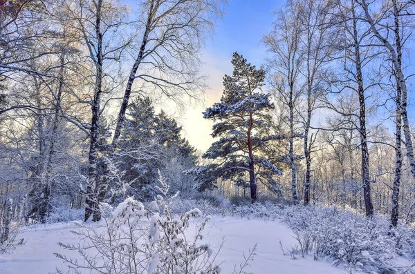 Coucher de soleil dans la forêt d'hiver — Photo