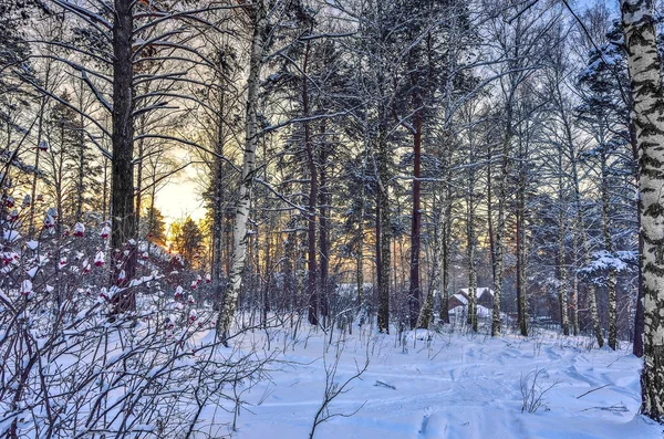 Zonsondergang in het winterbos — Stockfoto