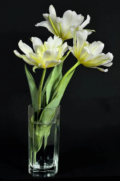 Three beautiful yellow tulips in a glass vase on black — Stock Photo, Image