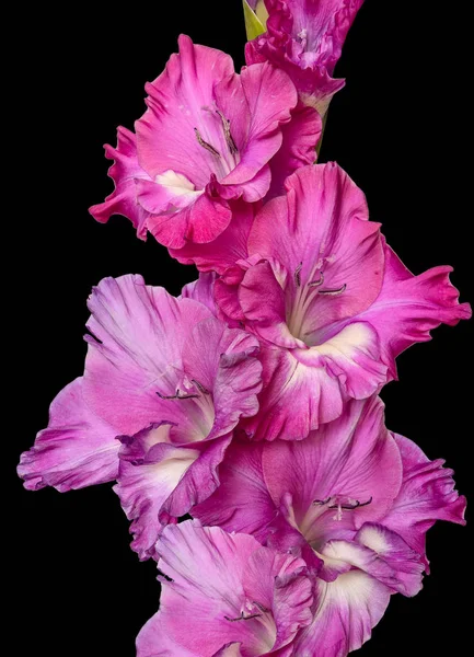 Enda rosa gladiolus blomma närbild, isolerad på svart backgro — Stockfoto