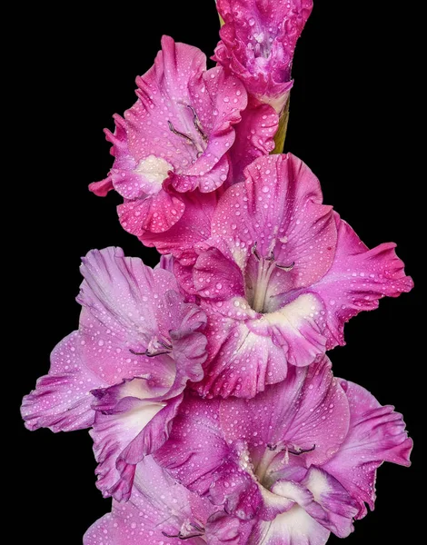 Vackra rosa gladiolus blomma med vattendroppar på kronblad cl — Stockfoto