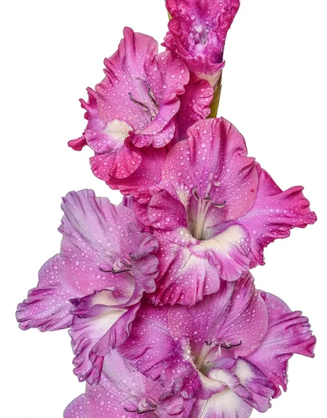 Beautiful pink gladiolus flower with water droplets on petals cl — Stock Photo, Image