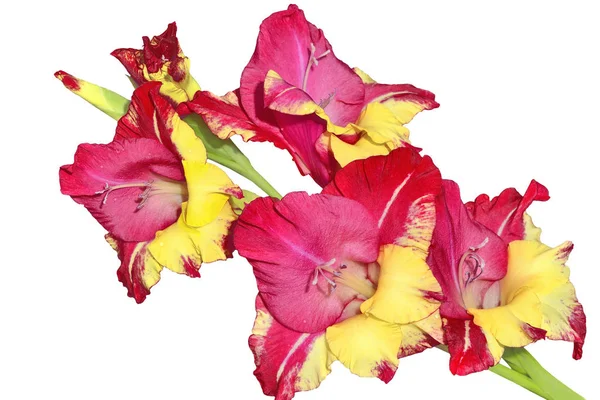 Enda brokiga gladiolus blomma isolerad på en vit bakgrund — Stockfoto