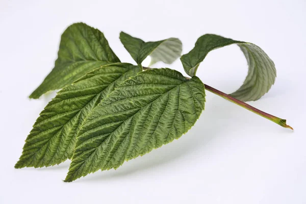 Feuilles de framboises vertes isolées sur fond blanc — Photo