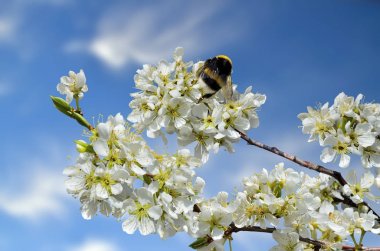 Bahar dalı ile bumblebee beyaz çiçekler üzerinde kiraz çiçek