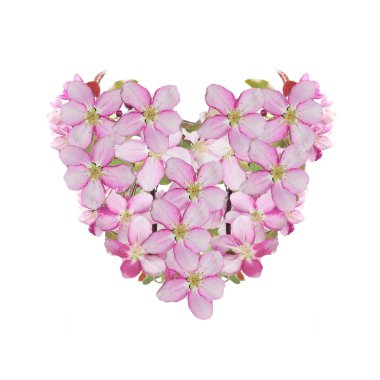 Sevgililer günü kalp kiraz çiçeği beyaz bir arka plan üzerinde