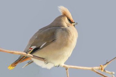 İpekkuyruk (Bombycilla garrulus) üvez ağacı tıraşlama genç kuş 
