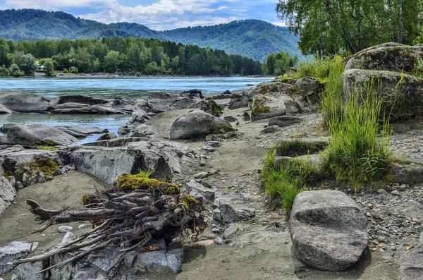 Paisaje de verano en la orilla rocosa del rápido río siberiano Katun — Foto de Stock