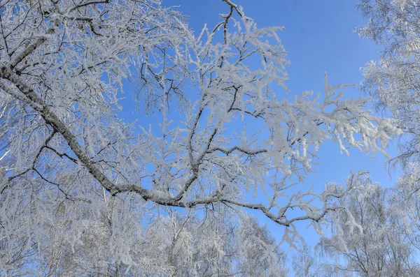 Birch tree branch with hoarfrost on blue winter sky