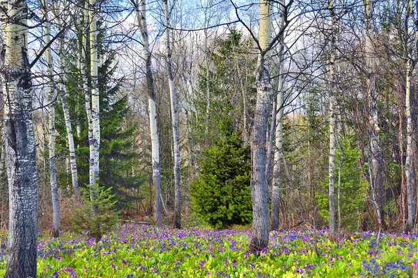 Весенний ковер из диких цветов в лесу — стоковое фото