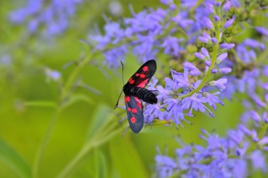 Üzerinde mavi veronica çiçek oturan Zygaena filipendulae kelebek