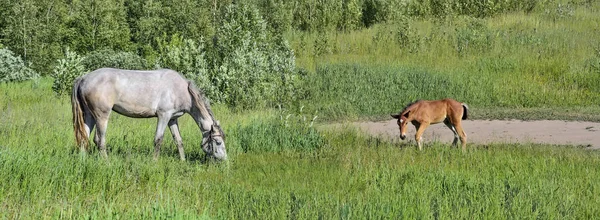 Stute mit Fohlen auf der Sommerwiese — Stockfoto