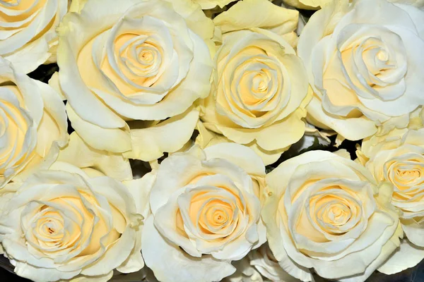 美丽的花卉背景与惊人的白色玫瑰与吆喝 — 图库照片