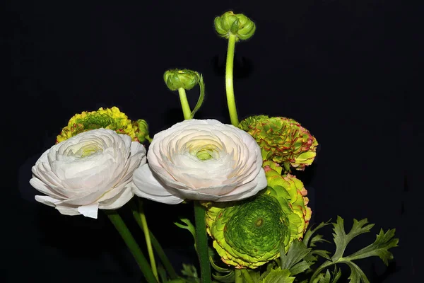 Ramo de flores de ranúnculo asiático suave sobre un fondo negro —  Fotos de Stock