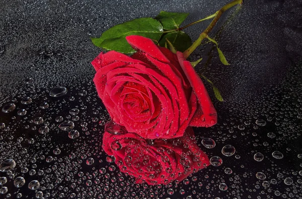 Luminosa rosa rossa bagnata con gocce d'acqua su sfondo nero — Foto Stock