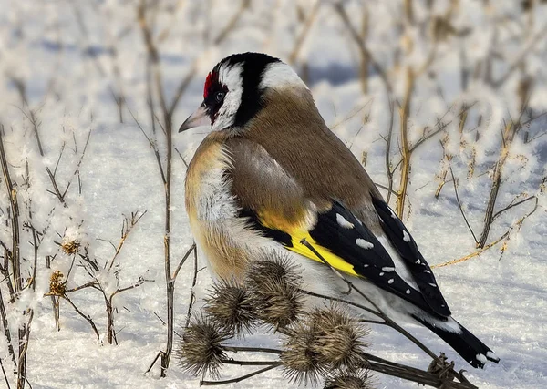 Goldfinch (Carduelis carduelis) sits on a snow near thistles see