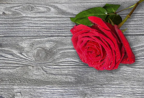 Singola rosa bagnata rossa su uno sfondo di legno da vicino — Foto Stock