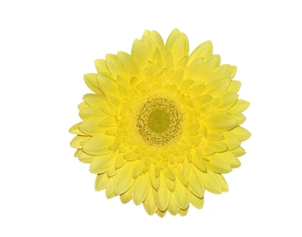 Gelbe Gerbera oder transvaales Gänseblümchen aus nächster Nähe, isoliert auf weiß — Stockfoto