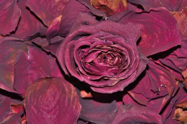 Kuru kokulu yaprakları arka plan üzerinde koyu kırmızı kuru gül çiçek