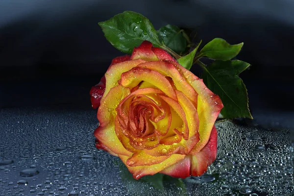 Rose jaune-rouge humide brillante avec des gouttes d'eau sur fond sombre — Photo