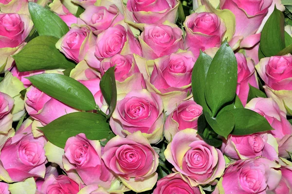 美丽的花卉背景与粉红色绽放新鲜玫瑰关闭 — 图库照片