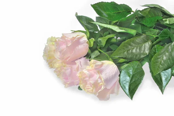 Mooi boeket van delicate bleke roze rozen geïsoleerd op wit — Stockfoto