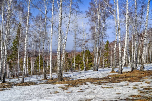 Início da primavera paisagem ensolarada no bosque de bétula — Fotografia de Stock