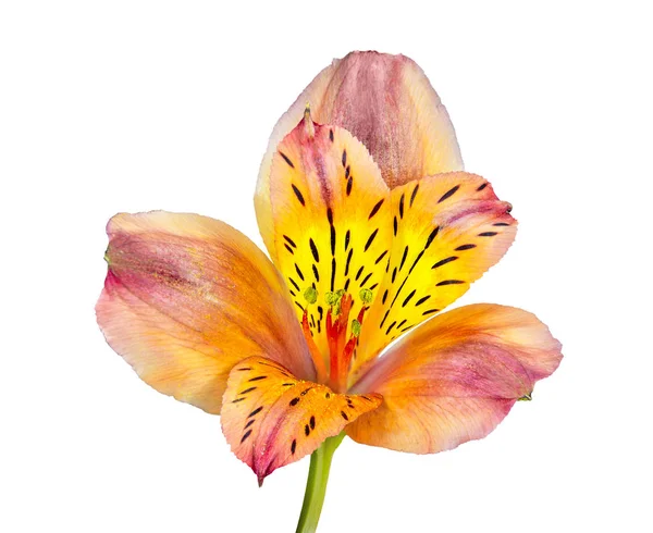 単一美しいオレンジ色黄色アルストロメリアの花 w に分離 — ストック写真