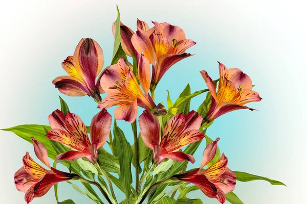 白色的美丽的橙黄色 Alstroemeria 花花束 — 图库照片