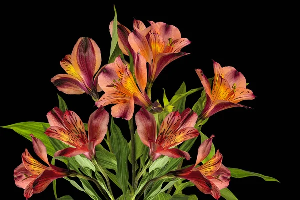 Ramillete de hermosas flores de Alstroemeria amarillas anaranjadas aisladas —  Fotos de Stock