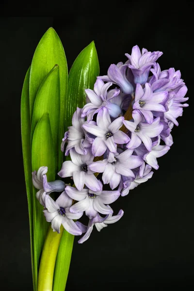 Flowering lilac hyacinth close up  on black background isolated — Stock Photo, Image