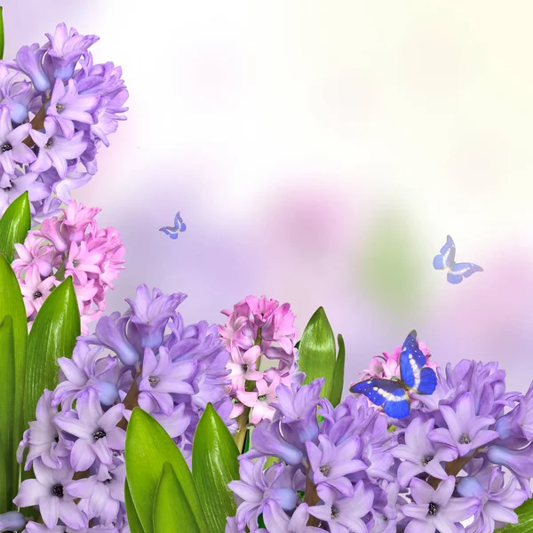 Early spring delicate floral background with hyacinth flowers an — Stock Photo, Image