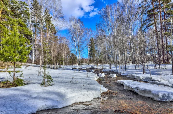 Ранняя весна пейзаж в лесу с тающим снегом и ручьем — стоковое фото