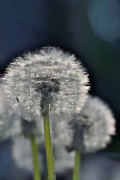 Fundo de primavera romântico com dentes-de-leão na luz solar - selecti — Fotografia de Stock