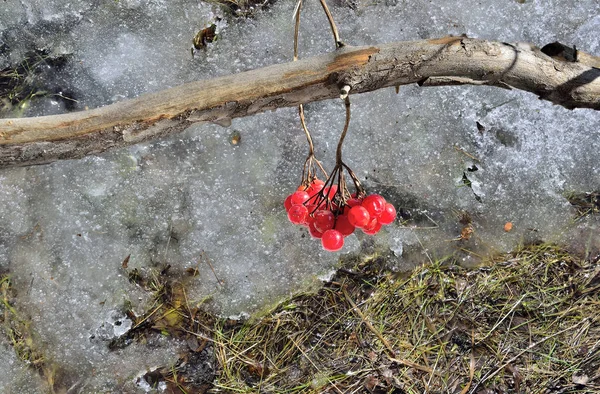 Ramo Viburnum con bacche rosse sulla neve che si scioglie - sprin precoce — Foto Stock