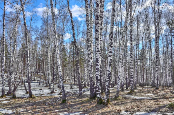 白桦林中的早春阳光景观与融雪 免版税图库图片